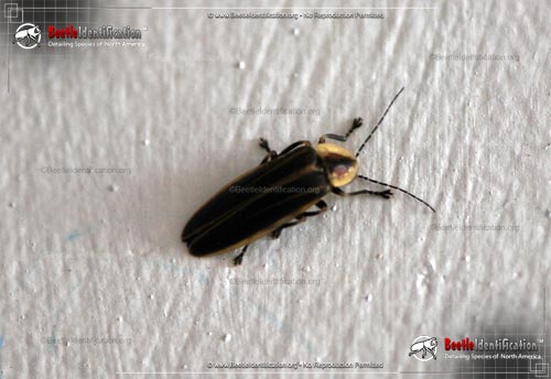 Thumbnail image #1 of the Pennsylvania Firefly