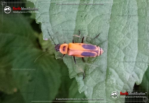 Thumbnail image #1 of the Pennsylvania Leatherwing Beetle