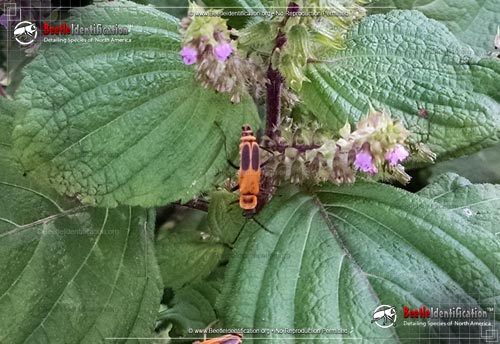 Thumbnail image #3 of the Pennsylvania Leatherwing Beetle
