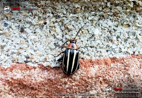 Thumbnail image #1 of the Pigweed Flea Beetle