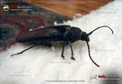Thumbnail image #2 of the Pine Sawyer Beetle