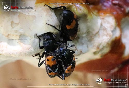 Thumbnail image #3 of the Pleasing Fungus Beetle