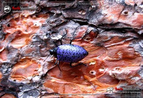Thumbnail image #3 of the Pleasing Fungus Beetle