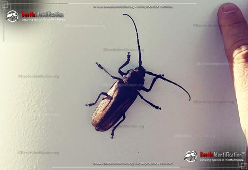 Thumbnail image #1 of the Ponderous Borer Beetle