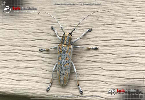 Thumbnail image #1 of the Poplar Borer Beetle