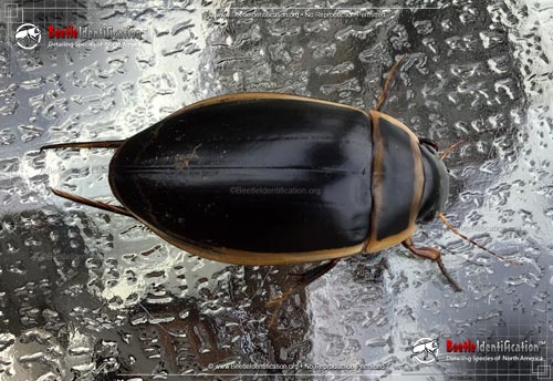 Thumbnail image #1 of the Predaceous Diving Beetle