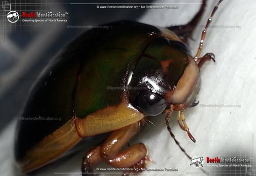 Thumbnail image #4 of the Predaceous Diving Beetle