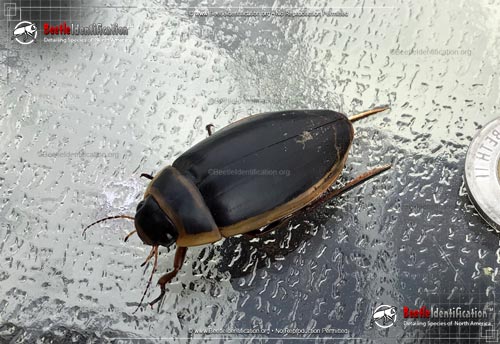 Thumbnail image #3 of the Predaceous Diving Beetle