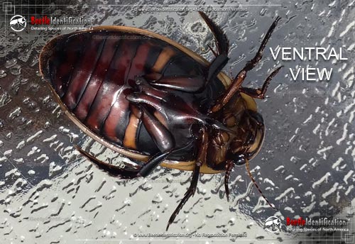 Thumbnail image #5 of the Predaceous Diving Beetle