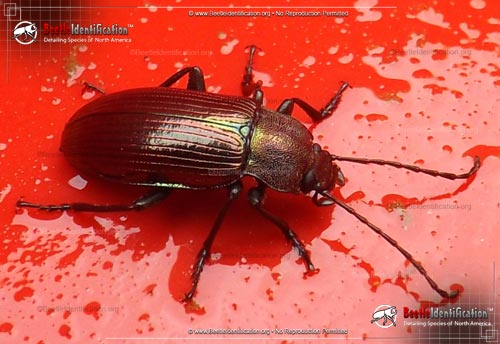 Thumbnail image #1 of the Rainbow Darkling Beetle