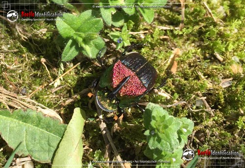 Thumbnail image #2 of the Rainbow Scarab Beetle
