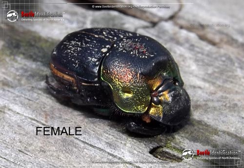 Thumbnail image #3 of the Rainbow Scarab Beetle