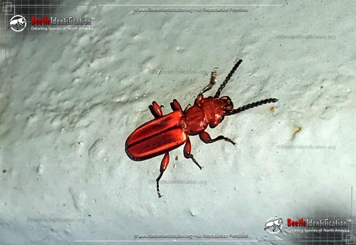 Thumbnail image #1 of the Red Flat Bark Beetle
