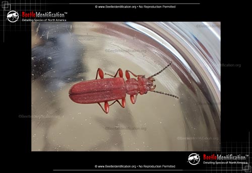 Thumbnail image #2 of the Red Flat Bark Beetle