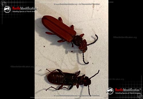 Thumbnail image #3 of the Red Flat Bark Beetle