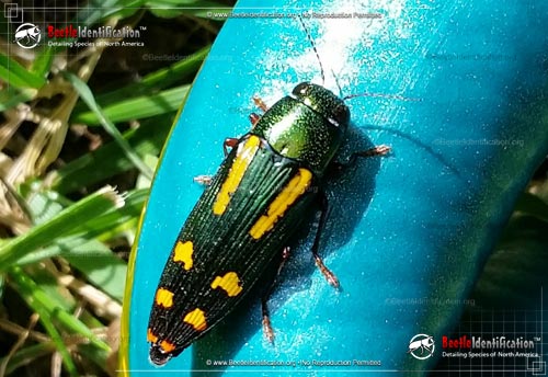 Thumbnail image #1 of the Red-legged Buprestis Beetle