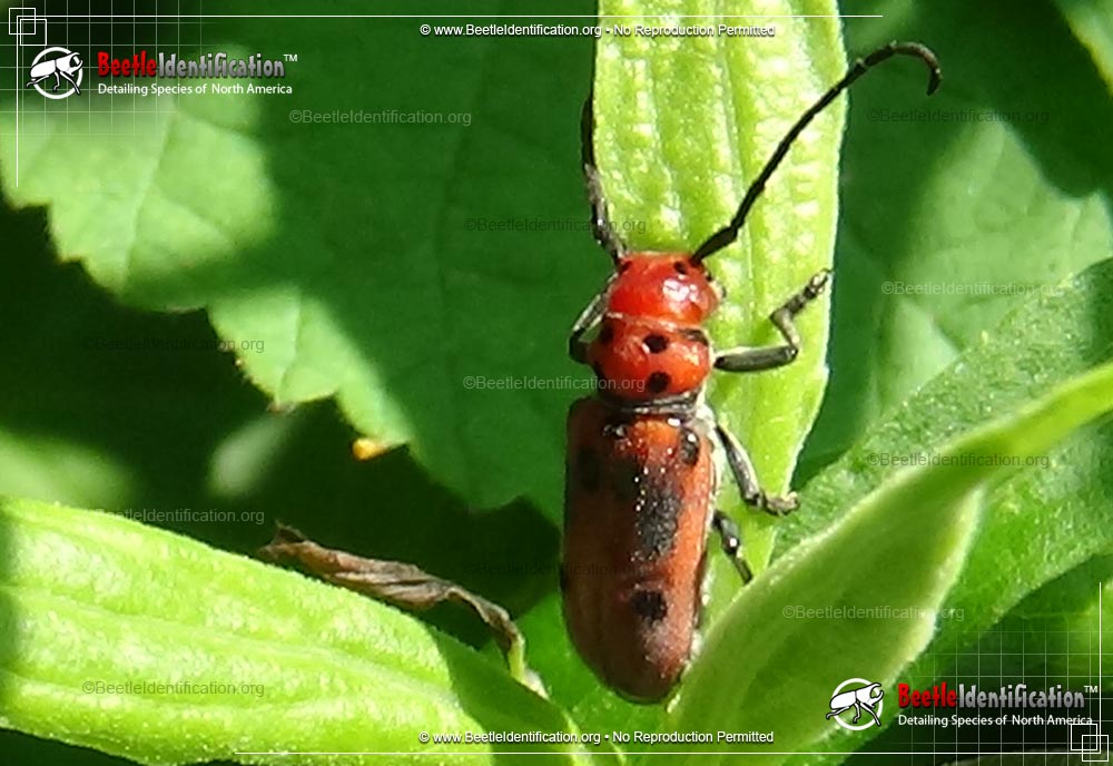 Thumbnail image #1 of the Red Milkweed Beetle