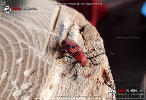 Thumbnail image #5 of the Red Milkweed Beetle