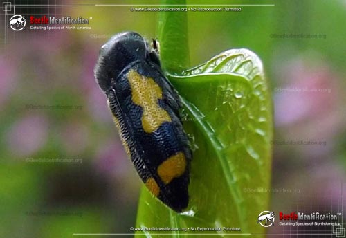 Thumbnail image #1 of the Redbud Borer Beetle