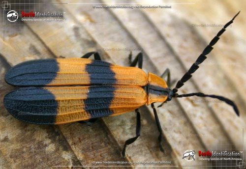 Thumbnail image #1 of the Reticulated Net-winged Beetle