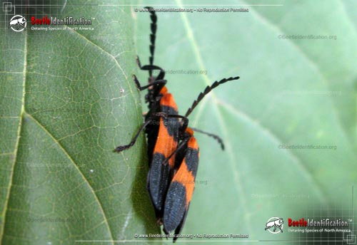 Thumbnail image #2 of the Reticulated Net-winged Beetle