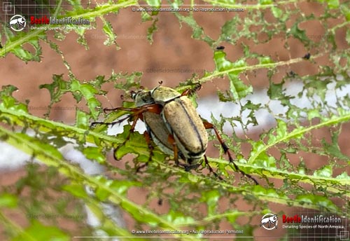 Thumbnail image #1 of the Rose Chafer