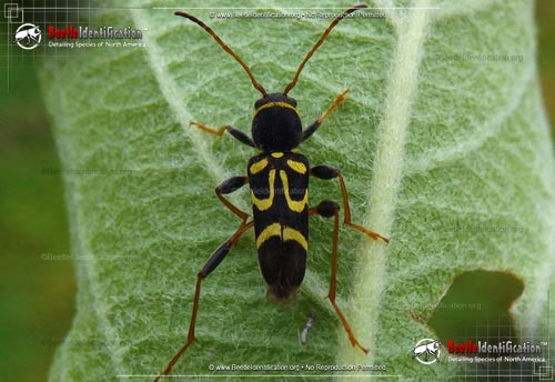 Thumbnail image #1 of the Round-necked Long-horned Beetle - <em>C. ruricola</em>
