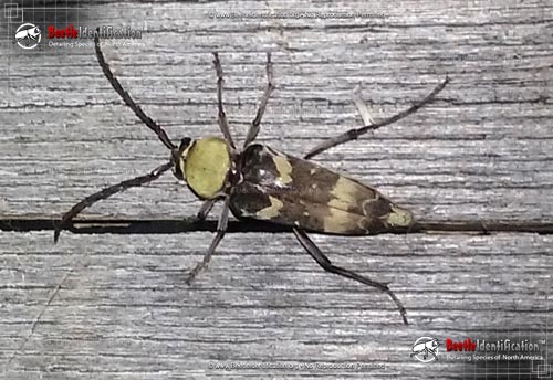 Thumbnail image #1 of the Round-necked Long-horned Beetle - <em>M. antennata</em>