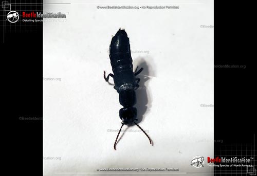 Thumbnail image #2 of the Rove Beetle