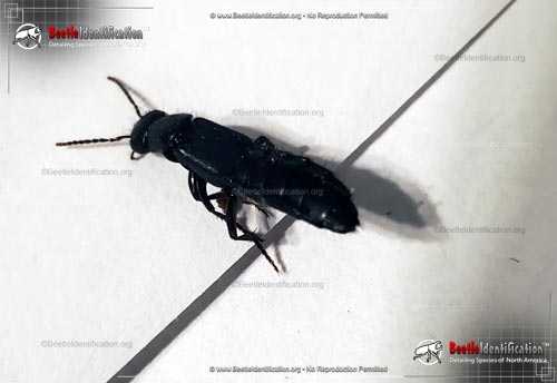 Thumbnail image #3 of the Rove Beetle