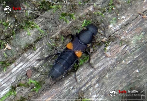 Thumbnail image #1 of the Rove Beetle