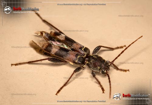 Thumbnail image #1 of the Rustic Borer Beetle
