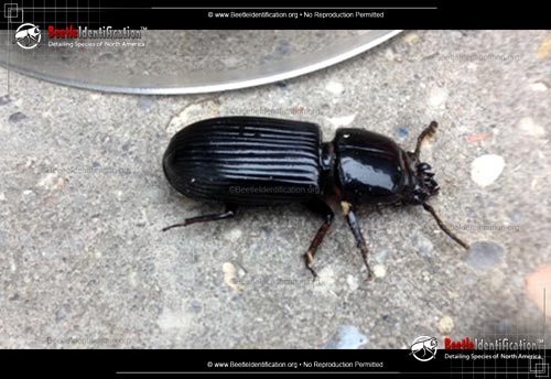 Thumbnail image #2 of the Scarites Ground Beetle