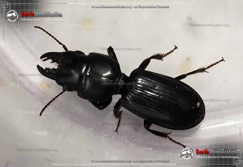 Thumbnail image #1 of the Scarites Ground Beetle