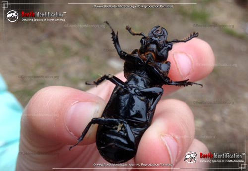 Thumbnail image #3 of the Scarites Ground Beetle