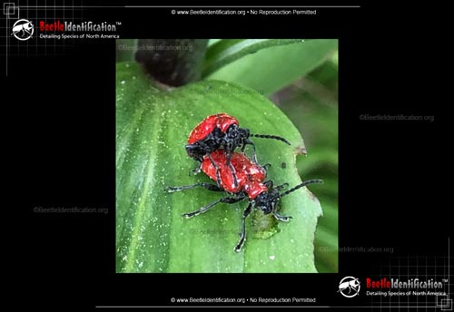 Thumbnail image #1 of the Scarlet Lily Beetle