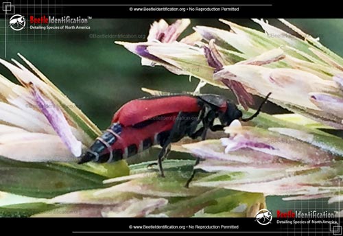 Thumbnail image #2 of the Scarlet Malachite Beetle