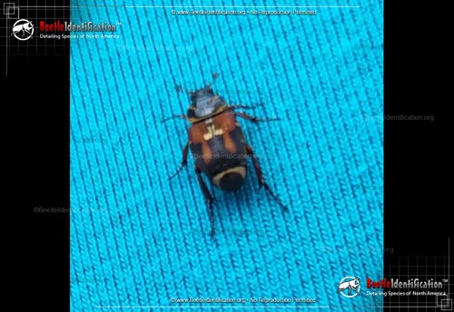 Thumbnail image #1 of the Scrub Palmetto Scarab Beetle