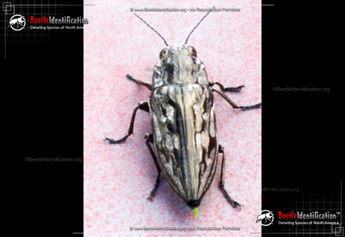 Thumbnail image #2 of the Sculptured Pine Borer Beetle