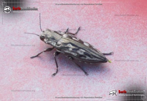 Thumbnail image #4 of the Sculptured Pine Borer Beetle