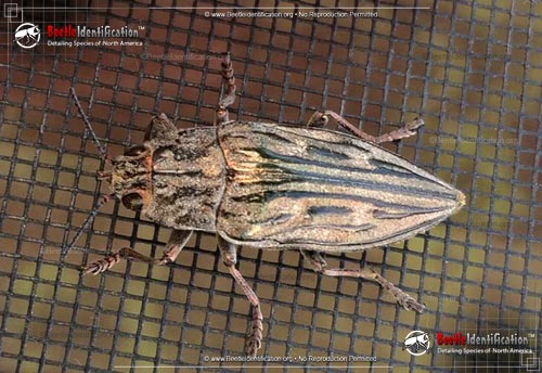 Thumbnail image #1 of the Sculptured Pine Borer Beetle