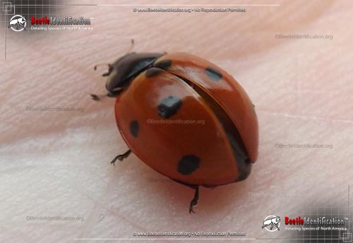 Thumbnail image #1 of the Seven-spotted Lady Beetle