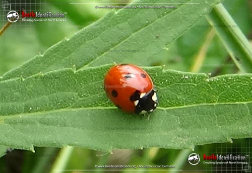 Thumbnail image #4 of the Seven-spotted Lady Beetle