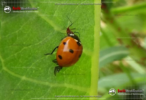 Thumbnail image #5 of the Seven-spotted Lady Beetle