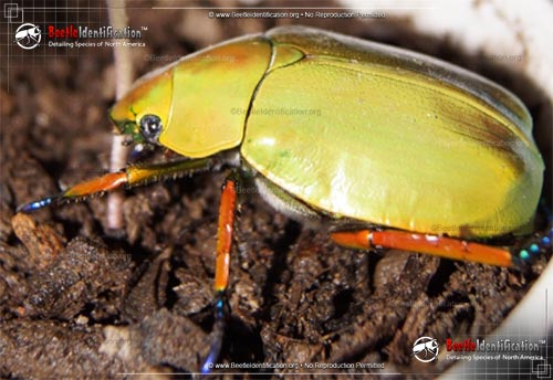 Thumbnail image #1 of the Shining Leaf Chafer Beetle - <em>Chrysina</em>