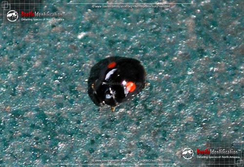 Thumbnail image #1 of the Signate Lady Beetle