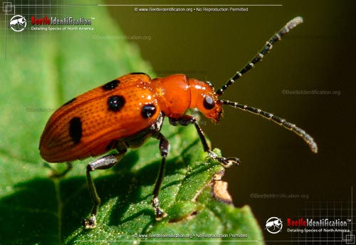Thumbnail image #1 of the Six-spotted Neolema Beetle
