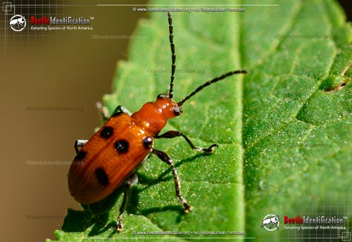 Thumbnail image #2 of the Six-spotted Neolema Beetle