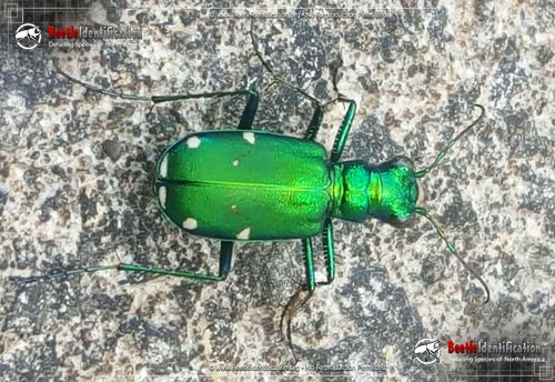 Thumbnail image #1 of the Six-spotted Tiger Beetle