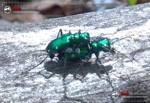 Thumbnail image #4 of the Six-spotted Tiger Beetle